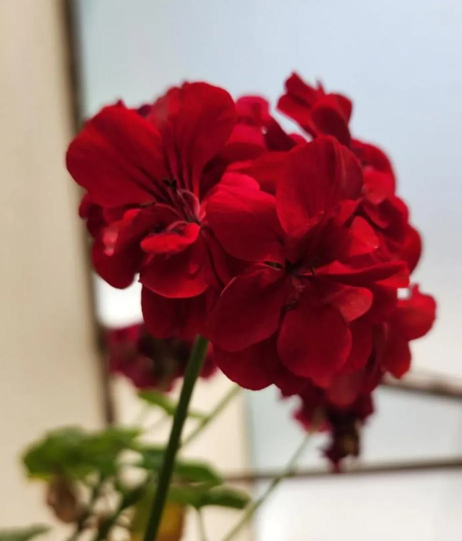Pousada Araucaria Campos do Jordão 여관